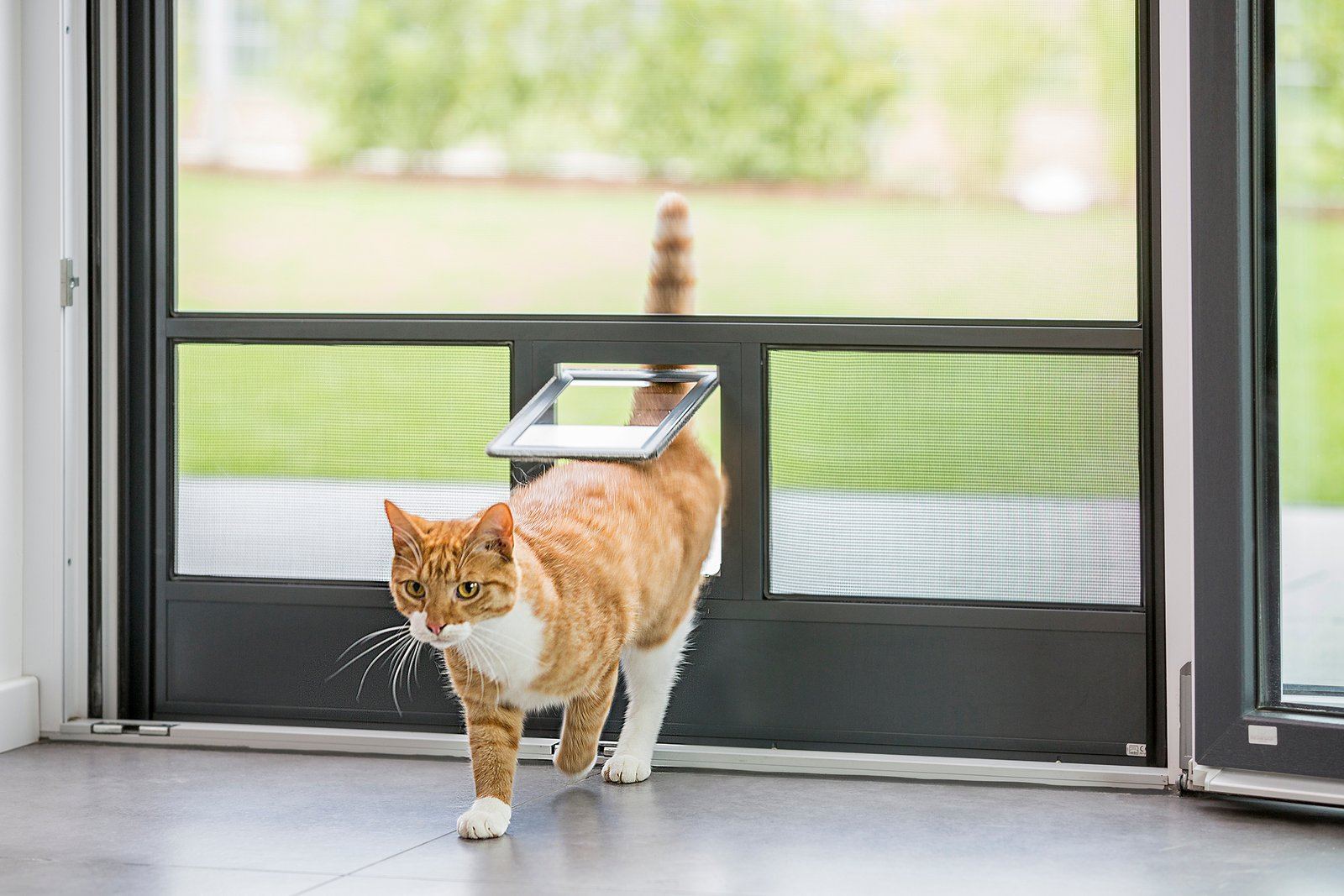 Katze läuft durch eine Insektenschutztür mit Haustierklappe